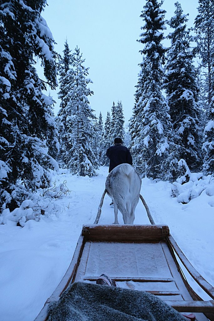 A magical Reindeer sleigh ride