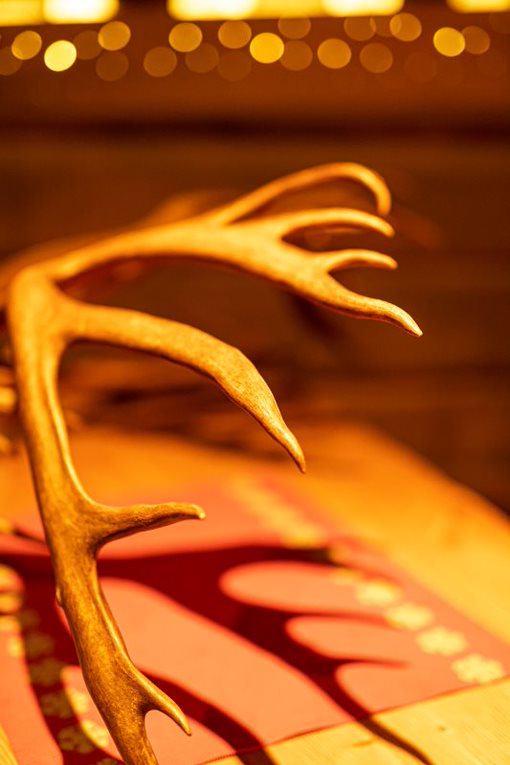 Reindeer horns, Rovaniemi Finland